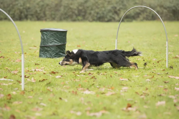 Hund, Border Collie, kör i hooper konkurrens Stockbild