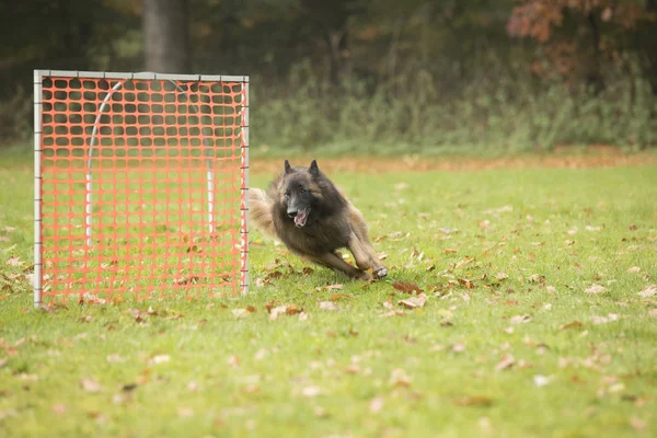 Собака, бельгийская овчарка Тервурен, участвует в соревнованиях Стоковое Изображение