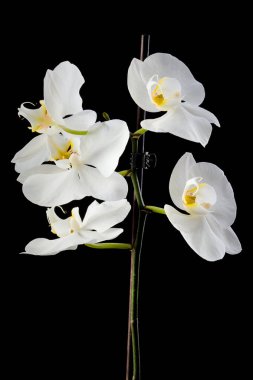 Çiçek siyah stüdyo çiçekleri.