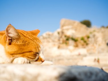 Ephesus yolunu yitirmek kedi.