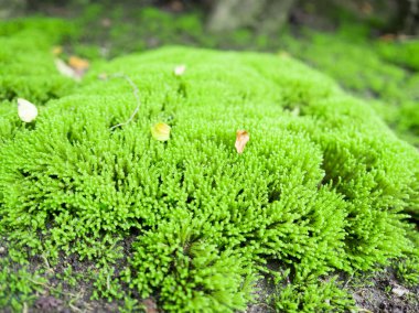 Taze yeşil yosun toprak.
