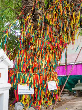 Kutsal ağacı Koh Kret.