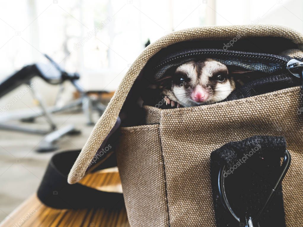 Sugar glider sneaks out of the bag.