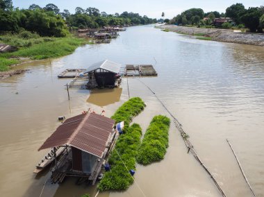 Screwpine çiftlik Nehri üzerinde.