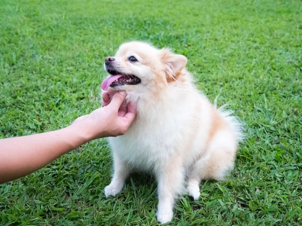 Pommer auf dem Rasen. — Stockfoto