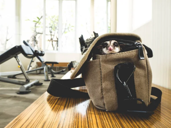 Sugar glider sneaks out of the bag.