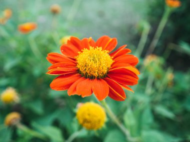 Meksika ayçiçeği veya Tithonia.