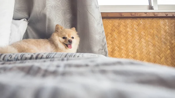 Pommerscher Hund entspannt sich im Bett. — Stockfoto