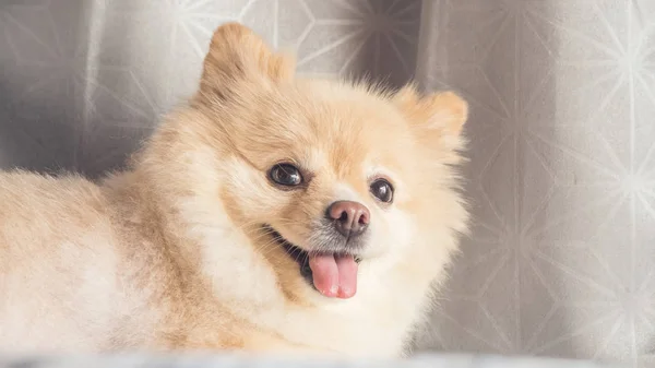 Pommerscher Hund entspannt sich im Bett. — Stockfoto