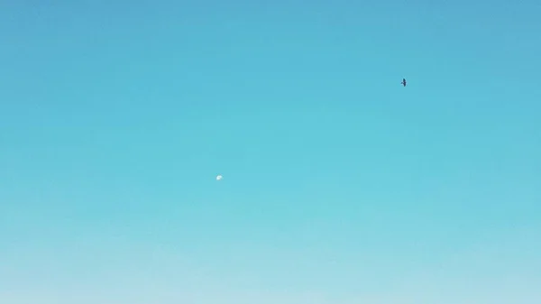 Moon and bird on day light. — Stock Photo, Image