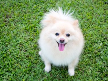 Pomeranian'ın bahçesinde.