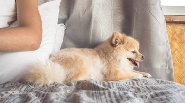 Pomeranian köpek yatakta dinlenin.