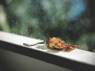 Pencere kenarına düşmüş yaprak.