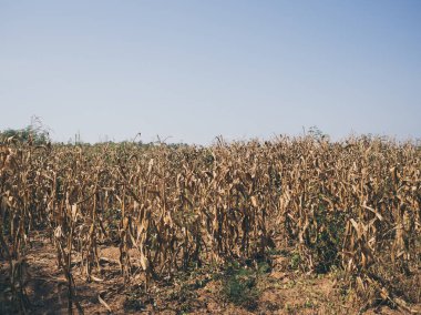 Sarı kurutulmuş Mısır alan.