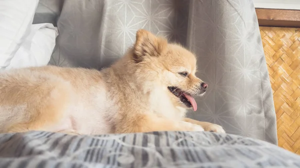Pommerscher Hund entspannt sich im Bett. — Stockfoto