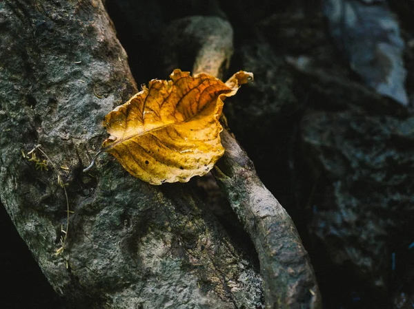 Yerde altın yaprak.