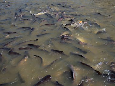 Aç kedi balık besleme.