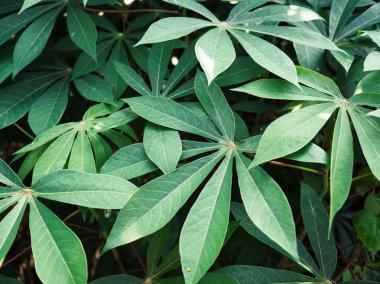 Tapyoka veya manyok bitki.