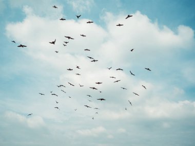 Gri sürüsü güvercin.