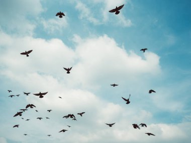 Gri sürüsü güvercin.