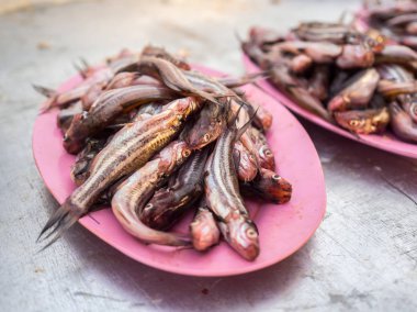 taze küçük balık.