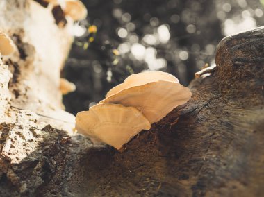 ağaç üzerinde yabani mantar.