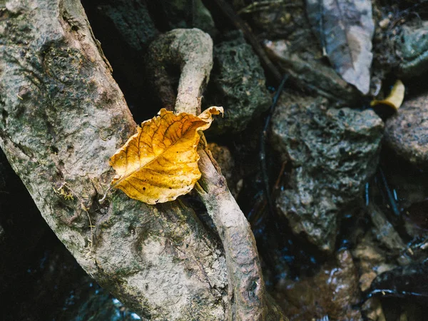 Hoja dorada en el suelo . —  Fotos de Stock