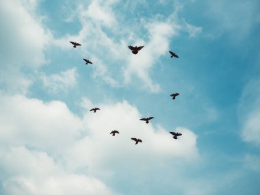 Gri sürüsü güvercin.