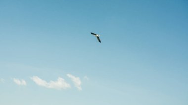 Gökyüzü martılar anında.