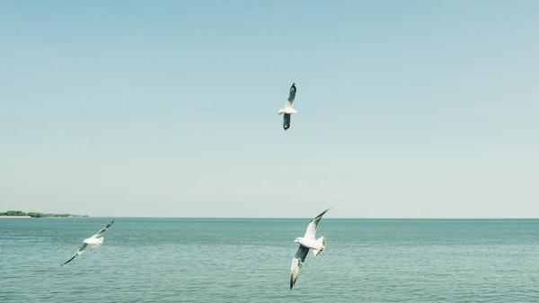 Mouettes volent sur le ciel . — Photo