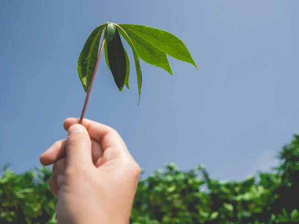 Kassava blad i hand. — Stockfoto