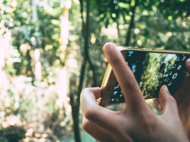Doğa fotoğrafta forrest içinde smartphone ile.