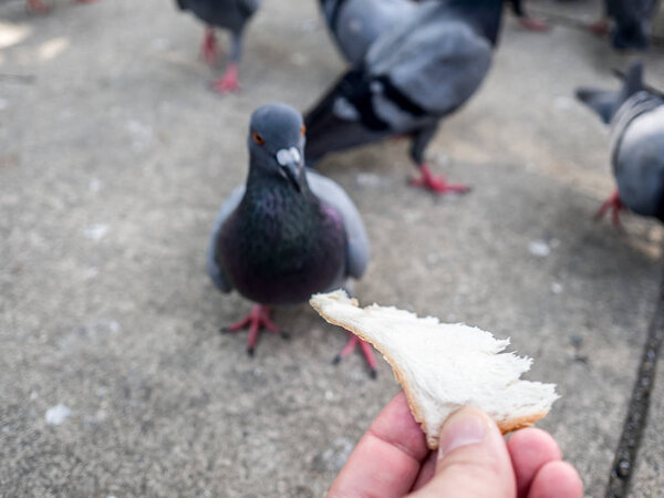 Feeding wild dove with bread by hand on the street.