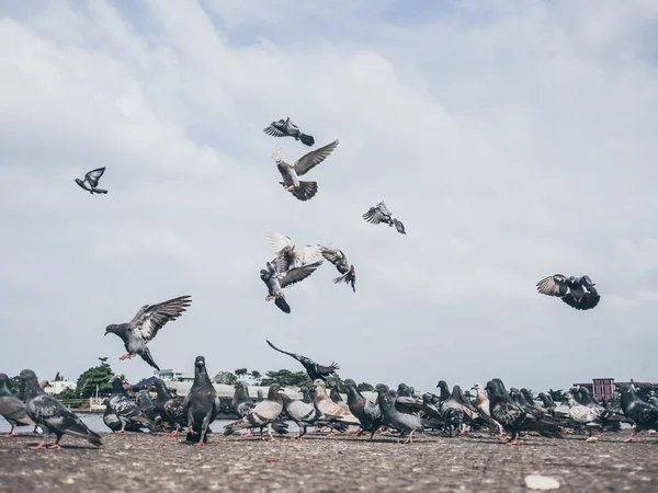 Gri sürüsü etrafında sinek güvercin ve yere yemek.