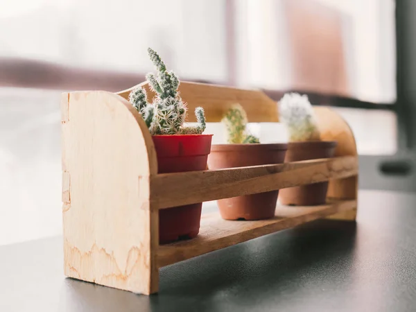 Detailní Záběr Tři Malé Kaktus Misek Zdobené Stůl — Stock fotografie
