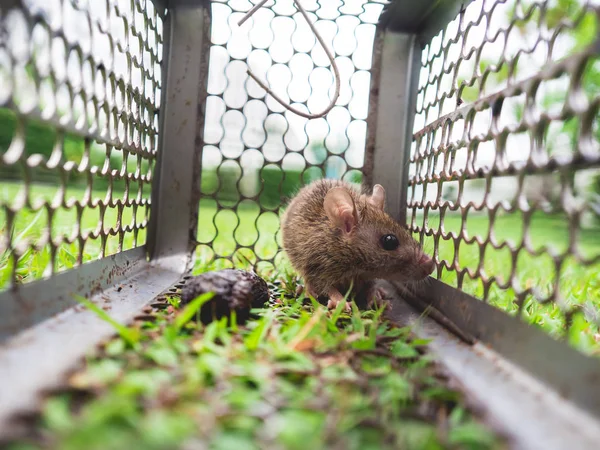 Small house rat trapped in a cage on green grass.