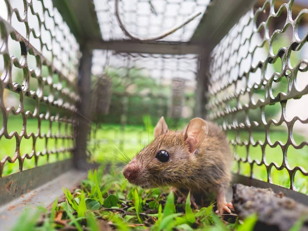 Small house rat trapped in a cage on green grass.