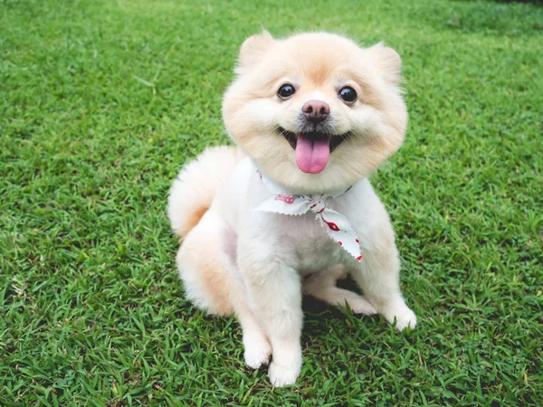 Šťastný Pomeranian Pes Velké Černé Oči Hnědé Vlasy Relax Venkovní — Stock fotografie