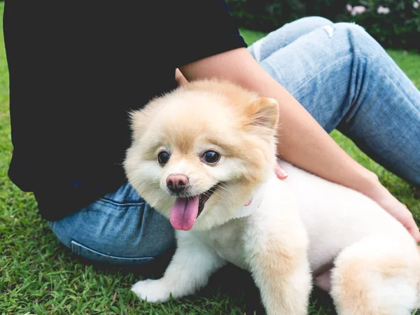 Pomeranian Σκύλος Συντροφιάς Σύντροφος Γυναίκα Στο Πράσινο Γρασίδι — Φωτογραφία Αρχείου