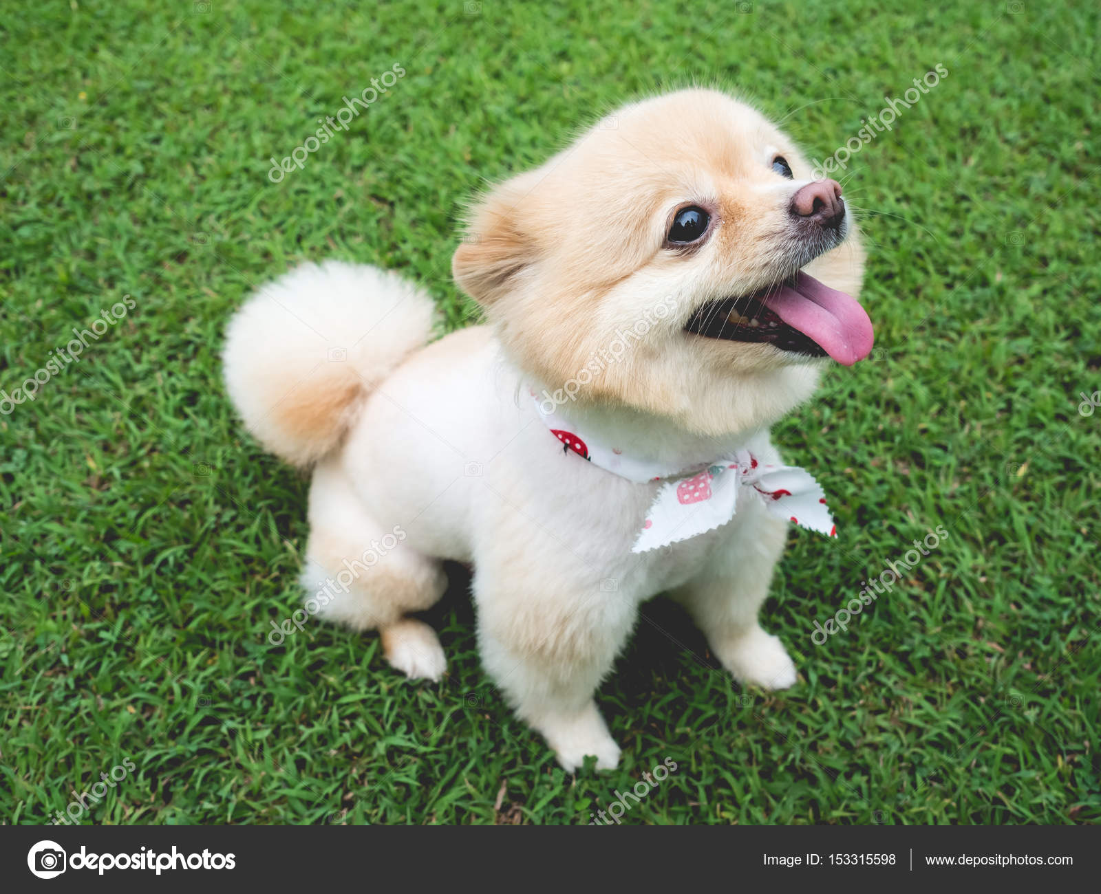 Happy Pomeranian Dog Big Black Eyes Brown Hair Relax Outdoor Stock Photo by ©sevendeman 153315598 Happy Pomeranian Dog Big Black Eyes Brown Hair Relax Outdoor Stock Photo by ©sevendeman 153315598