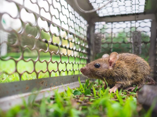 Klein Huis Rat Gevangen Een Kooi Groen Gras — Stockfoto