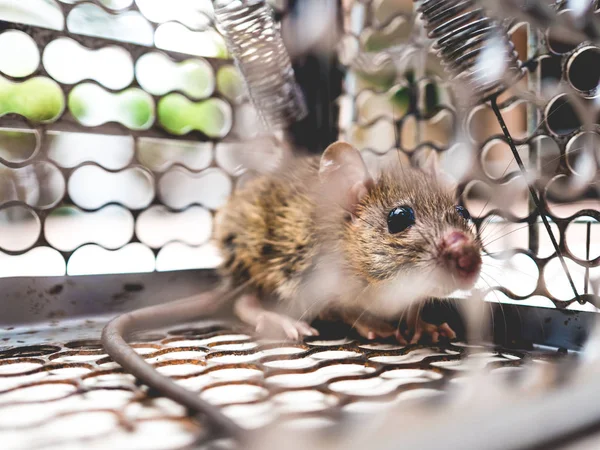 Rata atrapada en una jaula . —  Fotos de Stock