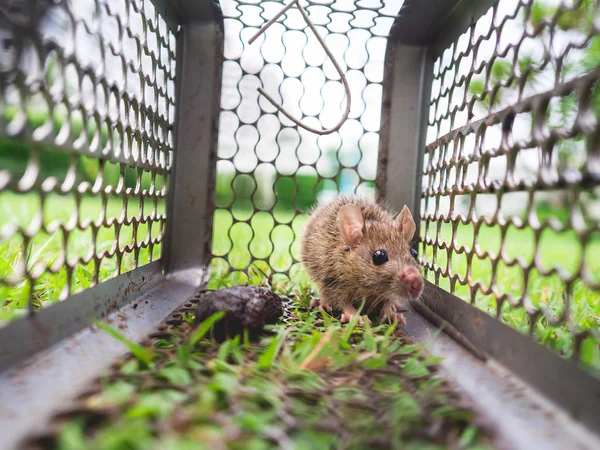 Mały szczur uwięziony w klatce. — Zdjęcie stockowe