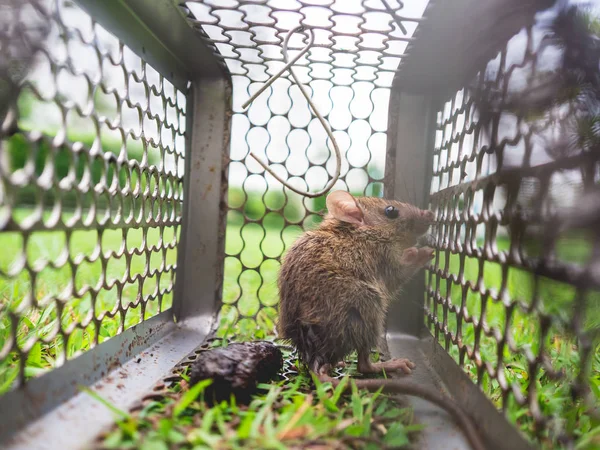Mały szczur uwięziony w klatce. — Zdjęcie stockowe