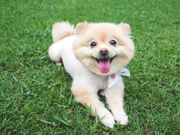Ευτυχισμένος Pomeranian σκύλος για την πράσινη χλόη. — Φωτογραφία Αρχείου