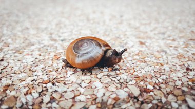 Küçük salyangoz yerde sürünüyor..