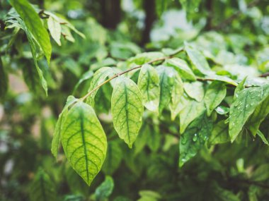 Yaprak yeşil bush ile su damlaları.