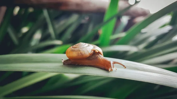 Little snail crawling on green leaf. — Stock Photo, Image