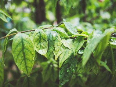 Yaprak yeşil bush ile su damlaları.