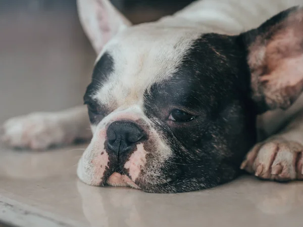 Schläfriges und langweiliges Gesicht der französischen Bulldogge. — Stockfoto